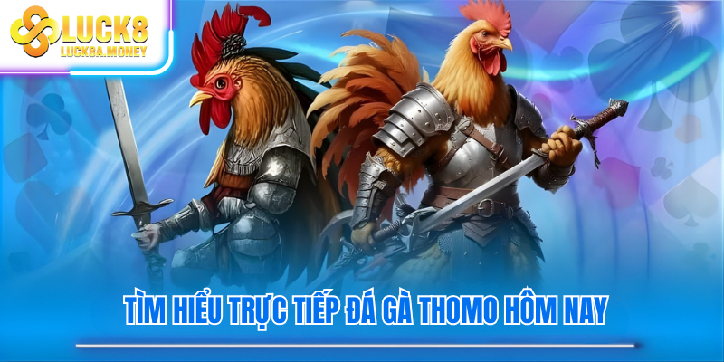 Tìm hiểu trực tiếp đá gà thomo hôm nay